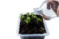 An adult man watering seedlings in a home garden. grow greens on the windowsill Royalty Free Stock Photo