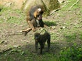 Adult mandrill with an young mandrill
