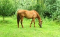 Horse is grazing on the lawn Royalty Free Stock Photo