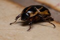 Adult Masked Chafer Royalty Free Stock Photo