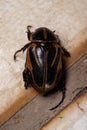 Adult Masked Chafer Royalty Free Stock Photo