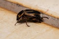 Adult Masked Chafer Royalty Free Stock Photo