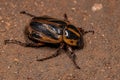 Adult Masked Chafer Royalty Free Stock Photo