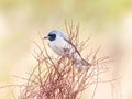 Adult Masked Woodswallow