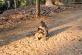 Adult macaque monkey sat on the ground with young baby during sunset at the monkey forest sanctuary in Ubud, Bali, Indonesia, Asia Royalty Free Stock Photo