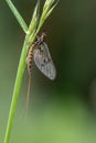 Adult mayfly, ephemera danica, resting on a blade of grass