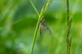 Adult mayfly, ephemera danica, resting on a blade of grass