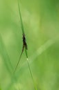 Adult mayfly, ephemera danica, resting on a blade of grass