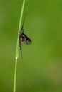 Adult mayfly, ephemera danica, resting on a blade of grass