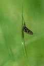 Adult mayfly, ephemera danica, resting on a blade of grass