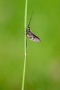 Adult mayfly, ephemera danica, resting on a blade of grass