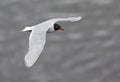 An adult Mediterranean gull Ichthyaetus melanocephalus in flight over the water in the port of Bremen Germany.