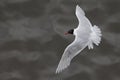 An adult Mediterranean gull Ichthyaetus melanocephalus in flight over the water in the port of Bremen Germany.