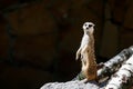 Adult meerkat