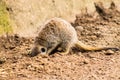 Adult Meerkat and Cubs