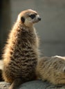 Adult meerkat sitting