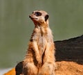 Adult meerkat standing on a rock, basking in the evening sun