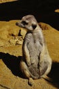 Adult meerkat (suricate, Suricata Suricatta) sitting on sandy ground looking to the right