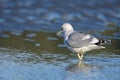 Adult mew gull wades through shallow water on Witty`s Lagoon in winter sun Royalty Free Stock Photo