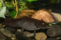 An Adult Mexican Axolotl in an aquarium.