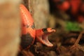 Milksnake with open mouth Royalty Free Stock Photo