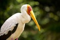 Adult Milky Stork