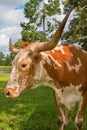 Adult miniature Texas longhorn cow Royalty Free Stock Photo