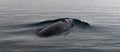 Adult Minke Whale surfacing in calm ocean, Antarctic Peninsula Royalty Free Stock Photo