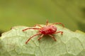 Adult mite on leaf