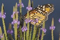 Monarch butterfly on blue vervain flowers in New Hampshire.