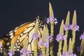 Monarch butterfly on blue vervain flowers in New Hampshire.
