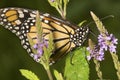 Monarch butterfly on blue vervain flowers in New Hampshire.