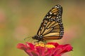 Monarch butterfly on a dahlia flower in Connecticut. Royalty Free Stock Photo