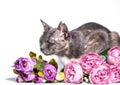 adult mongrel tricolor cat sniffing a bouquet of peonies