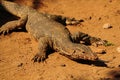 Adult Monitor lizard