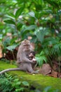 Adult monkey with a baby in his arms, engaged in feeding