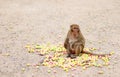 Adult monkey brown is enjoy eating food snack on stone ground in the zoo at Thailand, selective focus and blurred background.