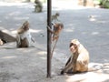 Adult monkey brown with little monkey are climbing and sitting on stone ground in the zoo, selective focus and blurred background