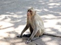 Adult monkey brown is looking for food snack on stone ground in the zoo at Thailand, selective focus and blurred background has co