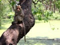 Adult monkey brown is sitting and eating food on the tree in the zoo at Thailand, selective focus and blurred background has copy