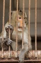 adult monkey in a cage in the park
