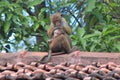Adult monkey cleaning its baby Royalty Free Stock Photo