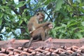 Adult monkey cleaning its baby in the wild Royalty Free Stock Photo