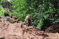 Adult monkey with cub in the tropics Royalty Free Stock Photo