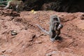 Adult monkey with cub in the tropics