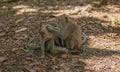 Adult Monkey grooms child monkey