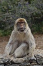 adult monkey reserve wild