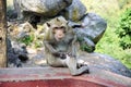 Adult monkey sit in temple Royalty Free Stock Photo