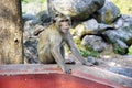 Adult monkey sit in temple