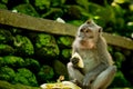 Adult monkey sits and eating banana fruit in the forest.